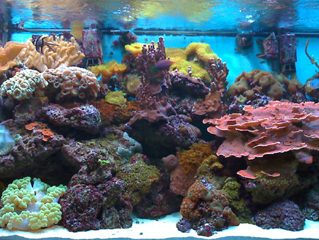 220g Reef closeup